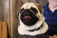 a normal pug
