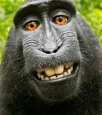 Monke