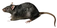 Rat