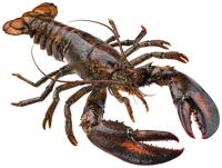 Lobster