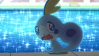 sobble