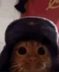 Gato comunista