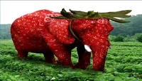 Strawberry elephant