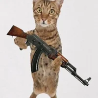 Cat holding Ak-47
