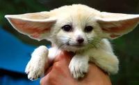 Fennec baby