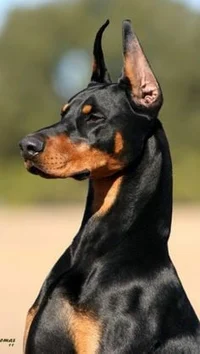 Doberman dog