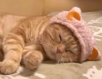 C0mfort-Cat