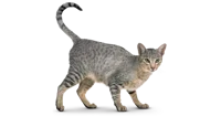 Cat Simulator
