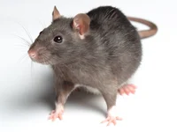 Rat