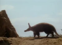 Aardvark