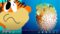 Puffy Pufferfish