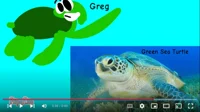 Greg The Sea Turtle