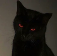 Devil Cat
