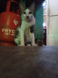 Multi girlfriends RP