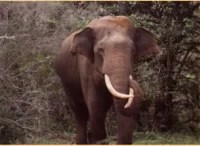 Indian Elephant