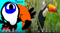 Taco Toucan 