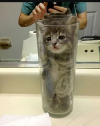 Cat in this cup