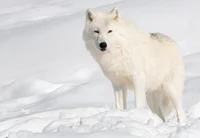 Artic wolf