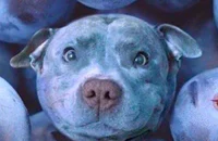blueberry dog