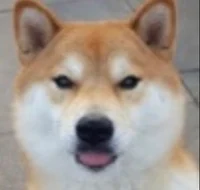 Tibo the Shiba Inu