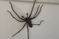 Giant Spider 
