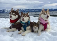 the dogs AND THE CAT