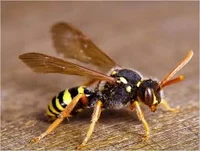 Angry wasp