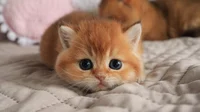 Baby kitten 