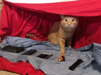 cat merchent crain
