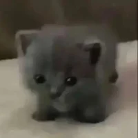 Kitten simulator