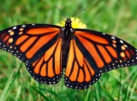 Monarch butterfly 