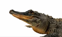 Aligator