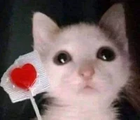 Brutus - Orin Ayo OC