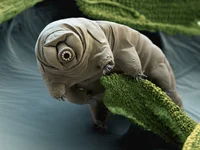 Tardigrade
