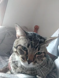 My cat Nikita