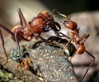 Leafcutter ant