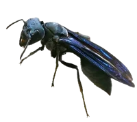 WARRIOR WASP