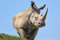 white rhinoceros