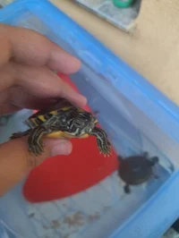 carla the turtle