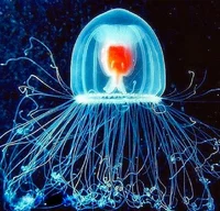 Turritopsis dohrnni