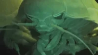 Giant Isopod
