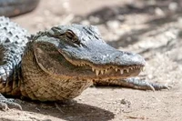 american alligator