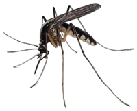 mosquitoes 111111111