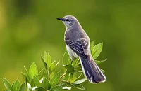 MockingBird