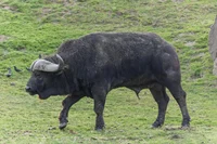 african buffalo