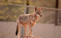 Coyote