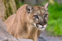 cougar