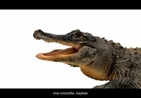 a crocodile