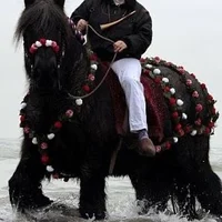 Black Draft Horse