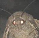 Lamp Moth